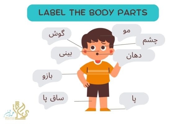 body parts