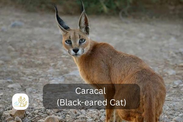 caracal
