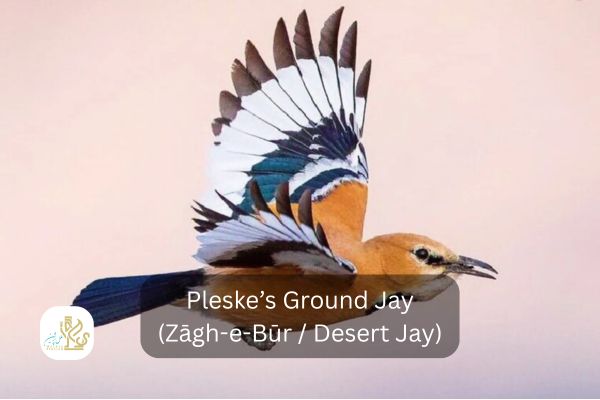 desert jay