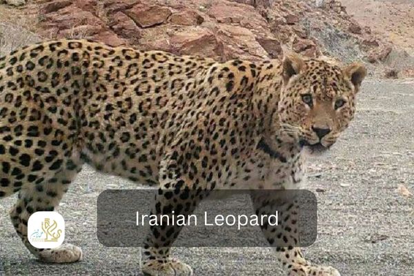 iranian leopard