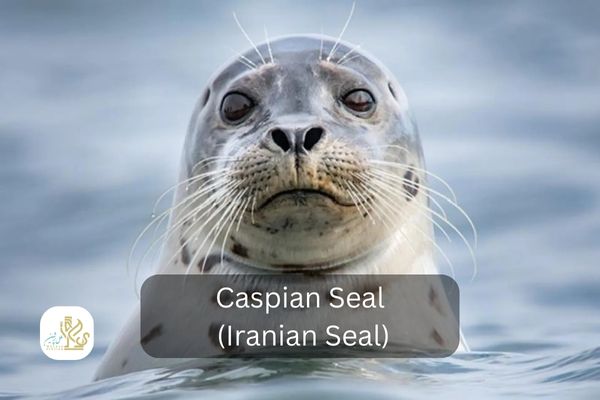iranian seal