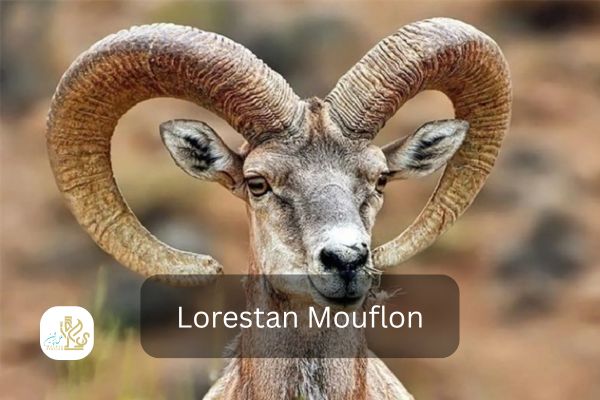 lorestan mouflon