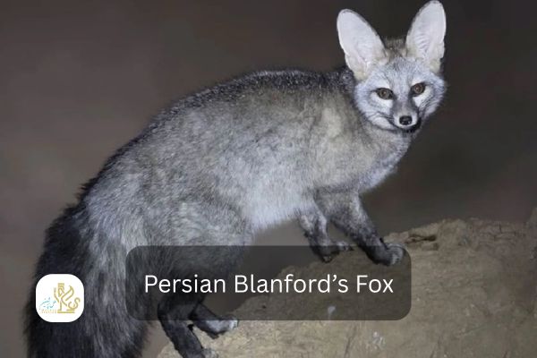 persian blanfords fox