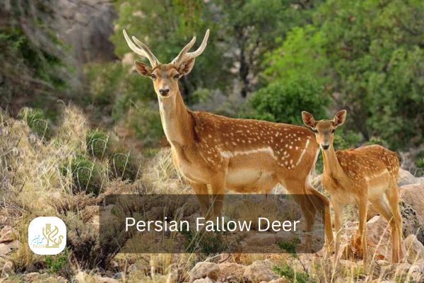 persian fallow deer