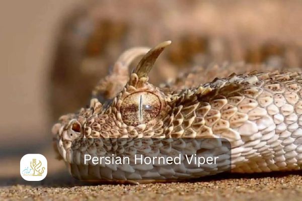 persian horned viper