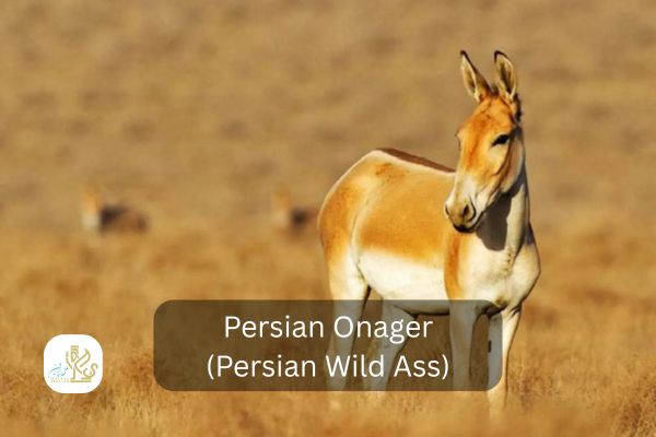 persian onager