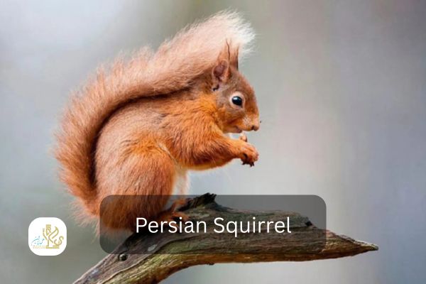 persian squirrel