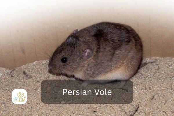 persian vole